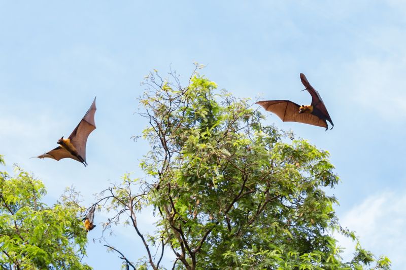 Bat House on a Roof