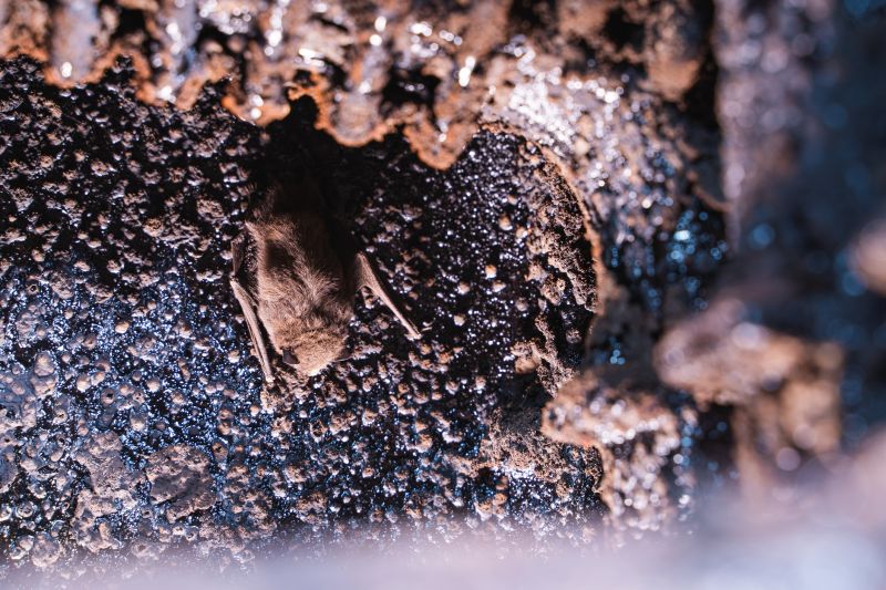 Bat Colony in a House