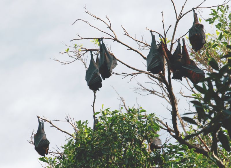 Bat House Attached to a Building