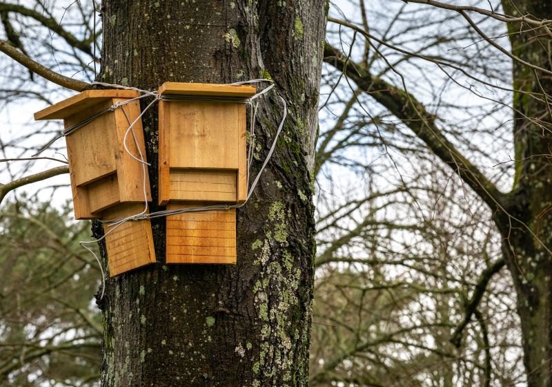 Finished Bat House on a Tree