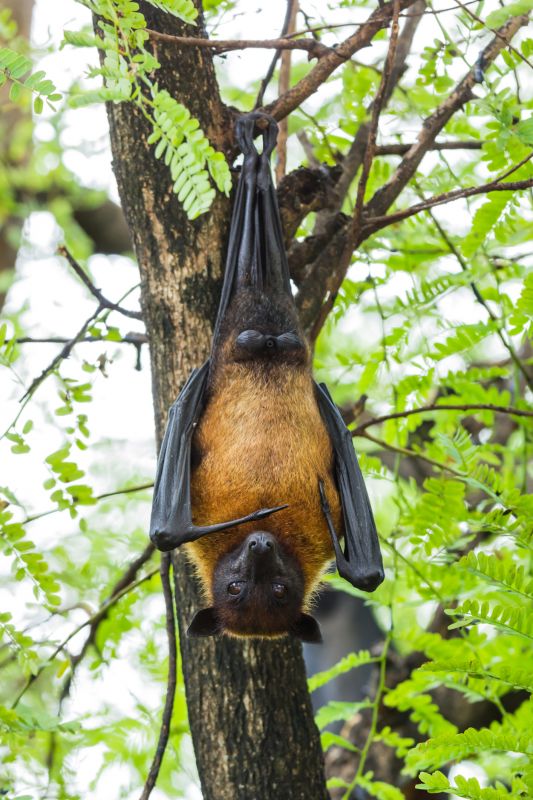 Bat House in a Rural Area