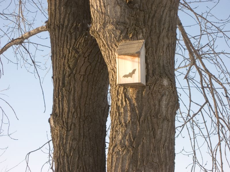 Get Professional Bat House Installation To Contributes to Conservation!