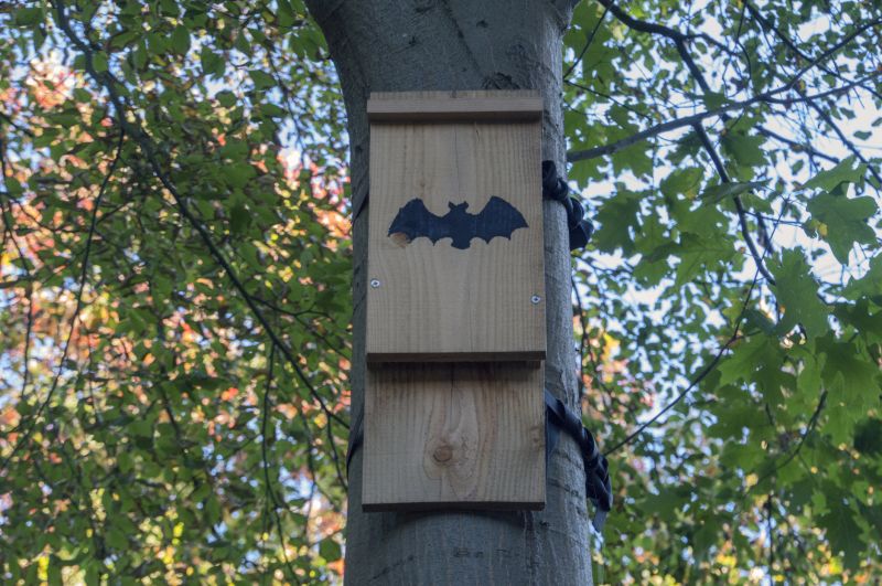 Preserve Biodiversity With Professional Bat House Installation Service!